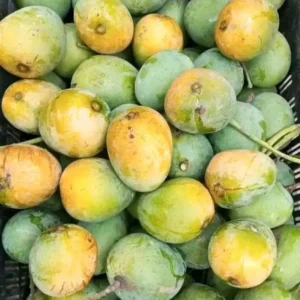 হিমসাগর (5 কেজি)